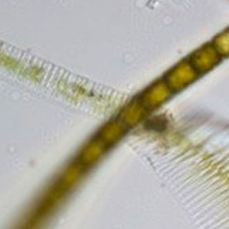 Diatoms 2013
