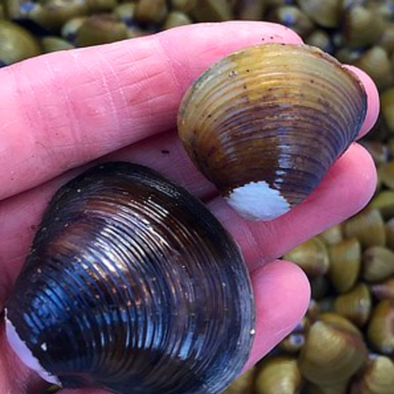 Small Delta Clams Collected