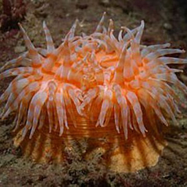 A close up of a sea anemone