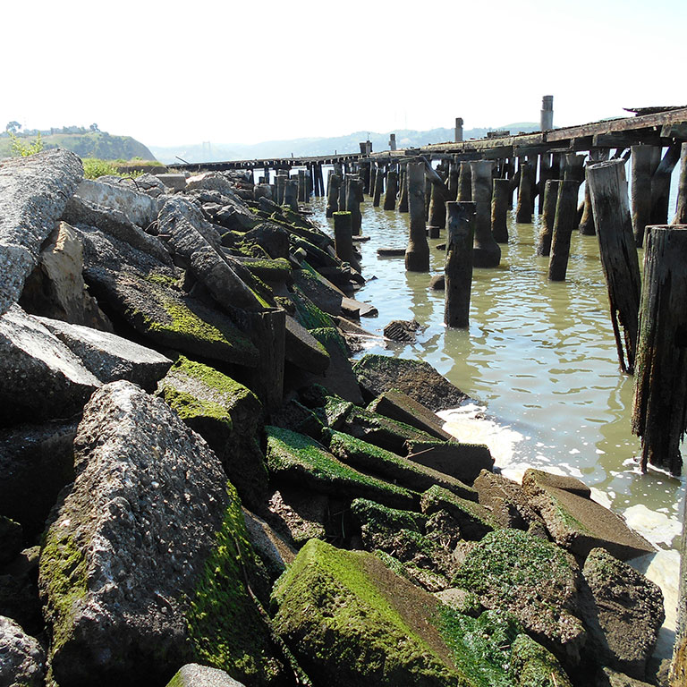 An aggregation of pier pilings