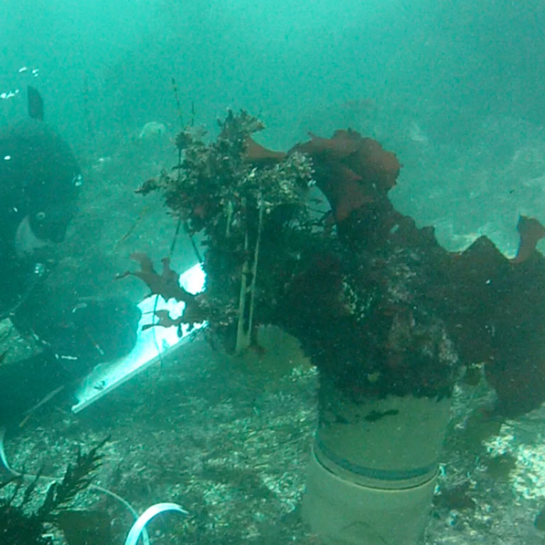 Underwater environment - Scuba diving