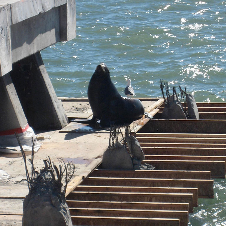 Sea Lion at the Pacific Refining Decommission Site